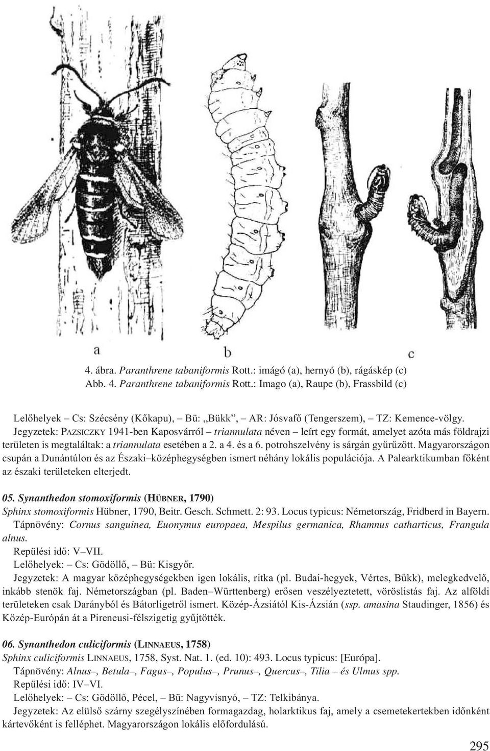 potrohszelvény is sárgán gyűrűzött. Magyarországon csupán a Dunántúlon és az Északi középhegységben ismert néhány lokális populációja. A Palearktikumban főként az északi területeken elterjedt. 05.