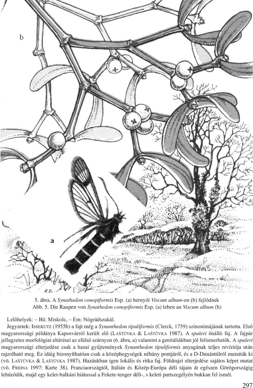 Első magyarországi példánya Kaposvárról került elő (LAŠTŮVKA & LAŠTŮVKA 1987). A spuleri önálló faj. A fajpár jellegzetes morfológiai eltérései az elülső szárnyon (6.