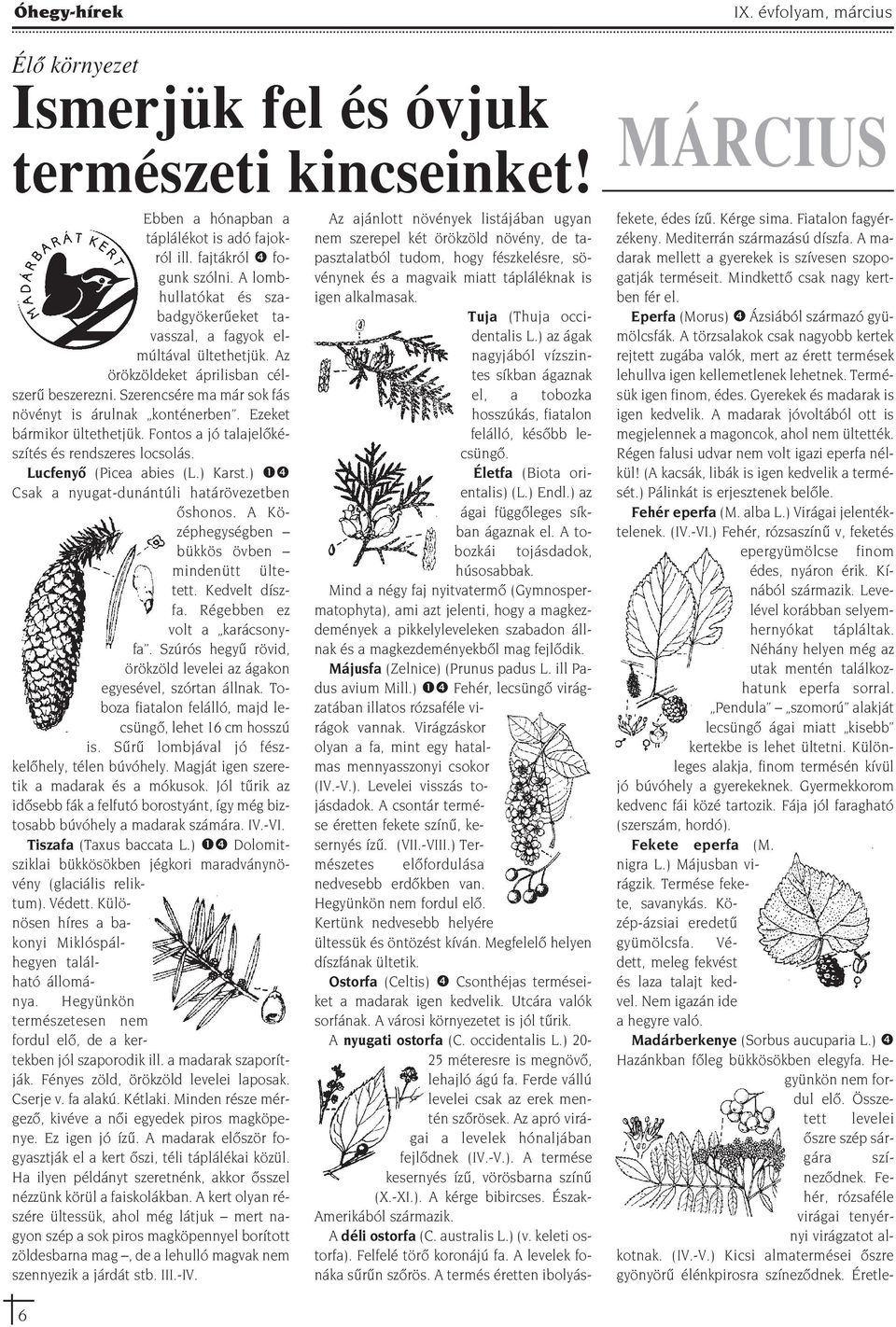 Ezeket bármikor ültethetjük. Fontos a jó talajelôkészítés és rendszeres locsolás. Lucfenyô (Picea abies (L.) Karst.) ❶❹ Csak a nyugat-dunántúli határövezetben ôshonos.