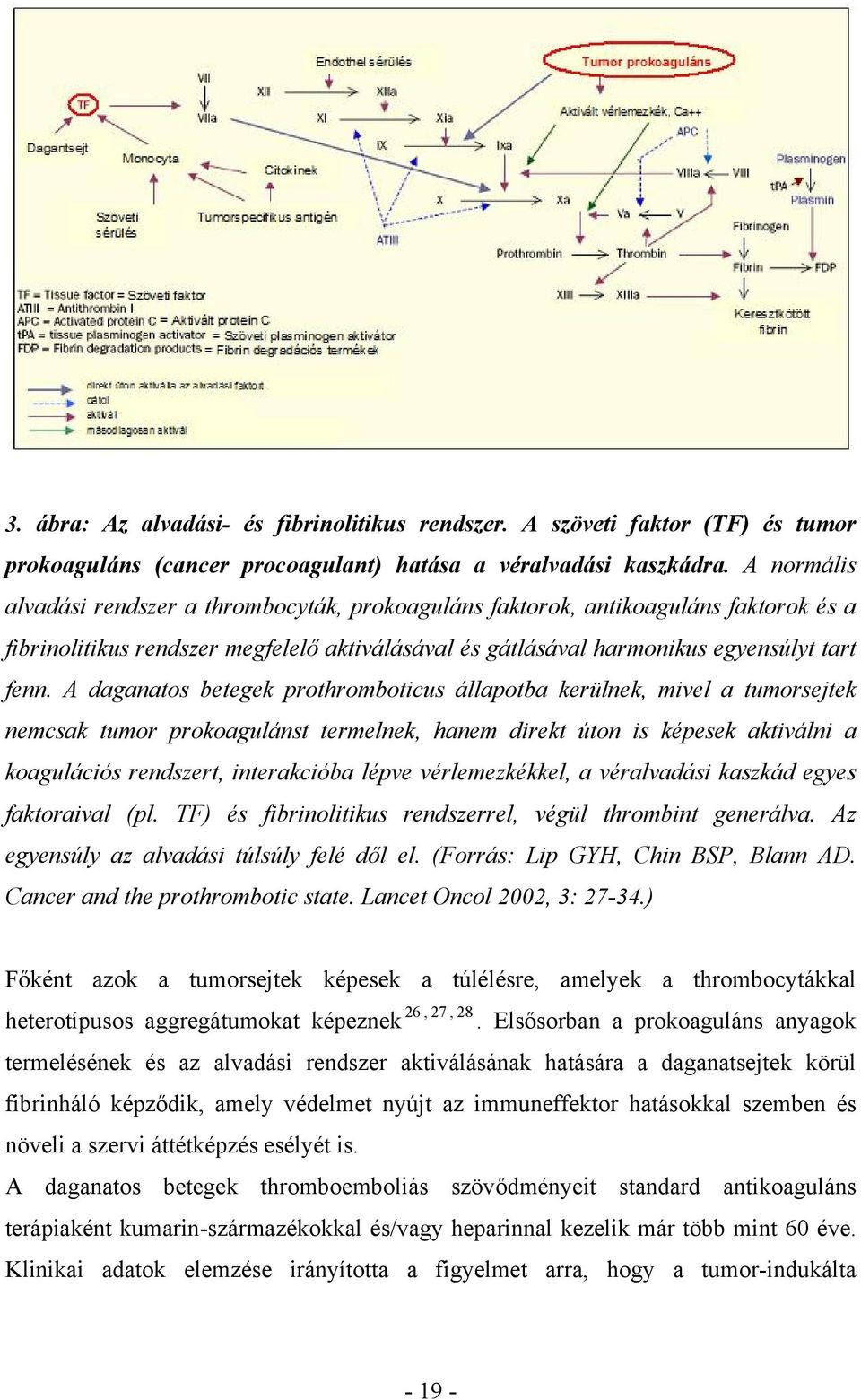 A daganatos betegek prothromboticus állapotba kerülnek, mivel a tumorsejtek nemcsak tumor prokoagulánst termelnek, hanem direkt úton is képesek aktiválni a koagulációs rendszert, interakcióba lépve