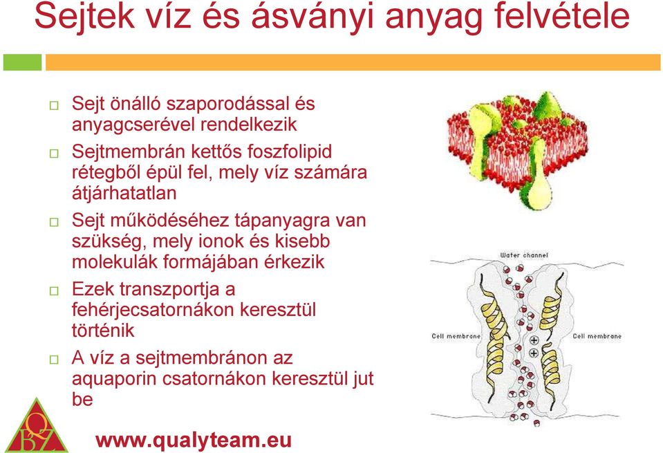 működéséhez tápanyagra van szükség, mely ionok és kisebb molekulák formájában érkezik Ezek