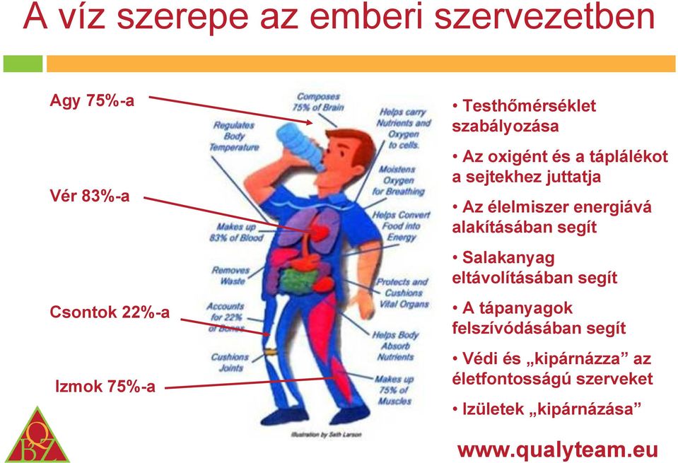 élelmiszer energiává alakításában segít Salakanyag eltávolításában segít A