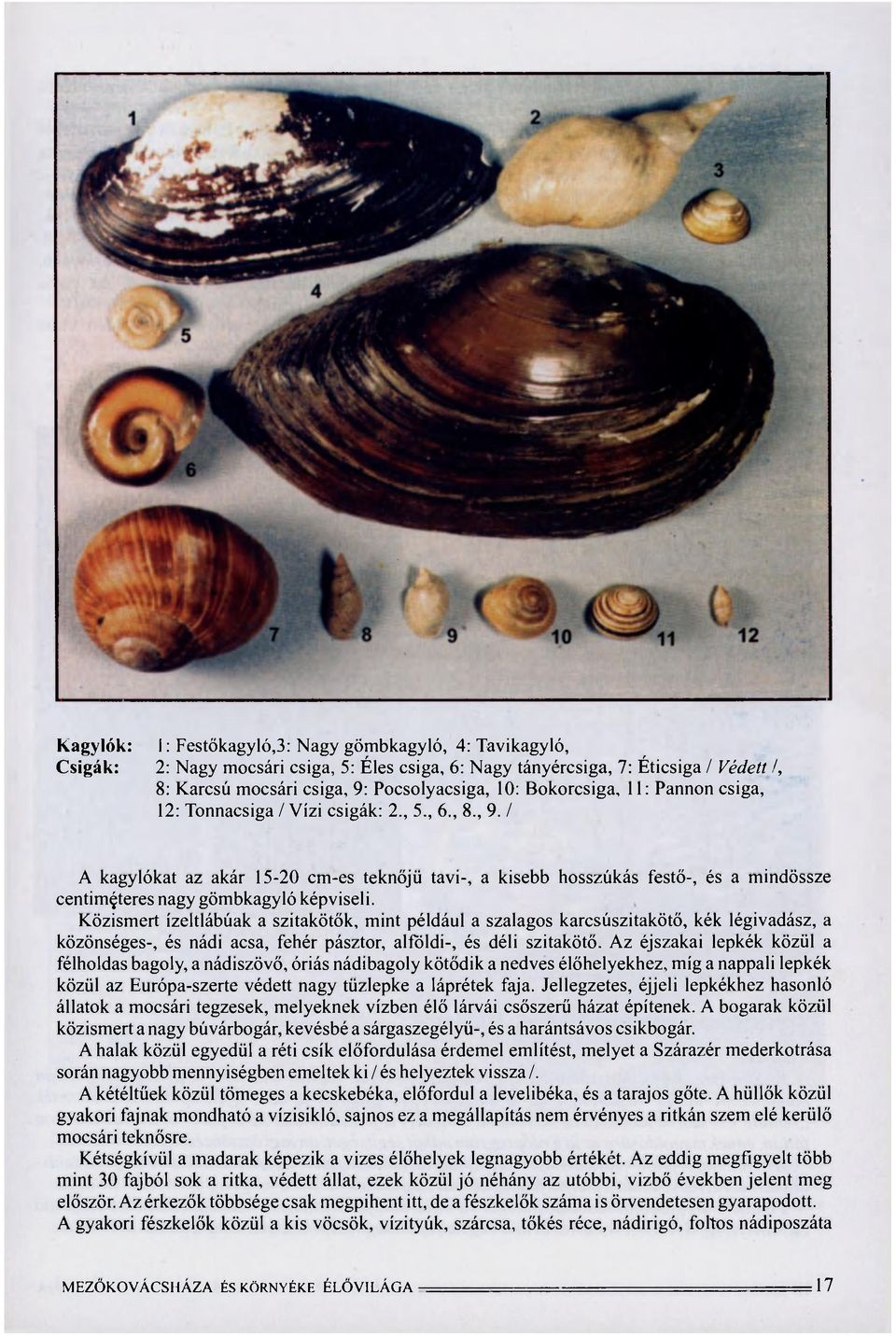 / A kagylókat az akár 15-20 cm-es teknőjü tavi-, a kisebb hosszúkás festő-, és a mindössze centiméteres nagy gömbkagyló képviseli.