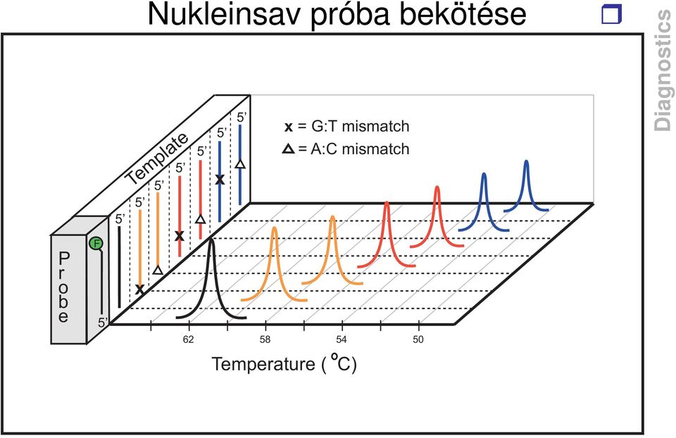 bekötése x 5 x = G:T mismatch =