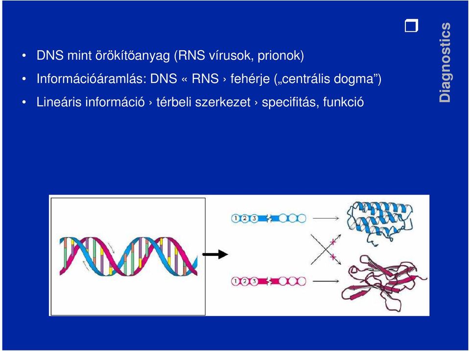 fehérje ( centrális dogma ) Lineáris