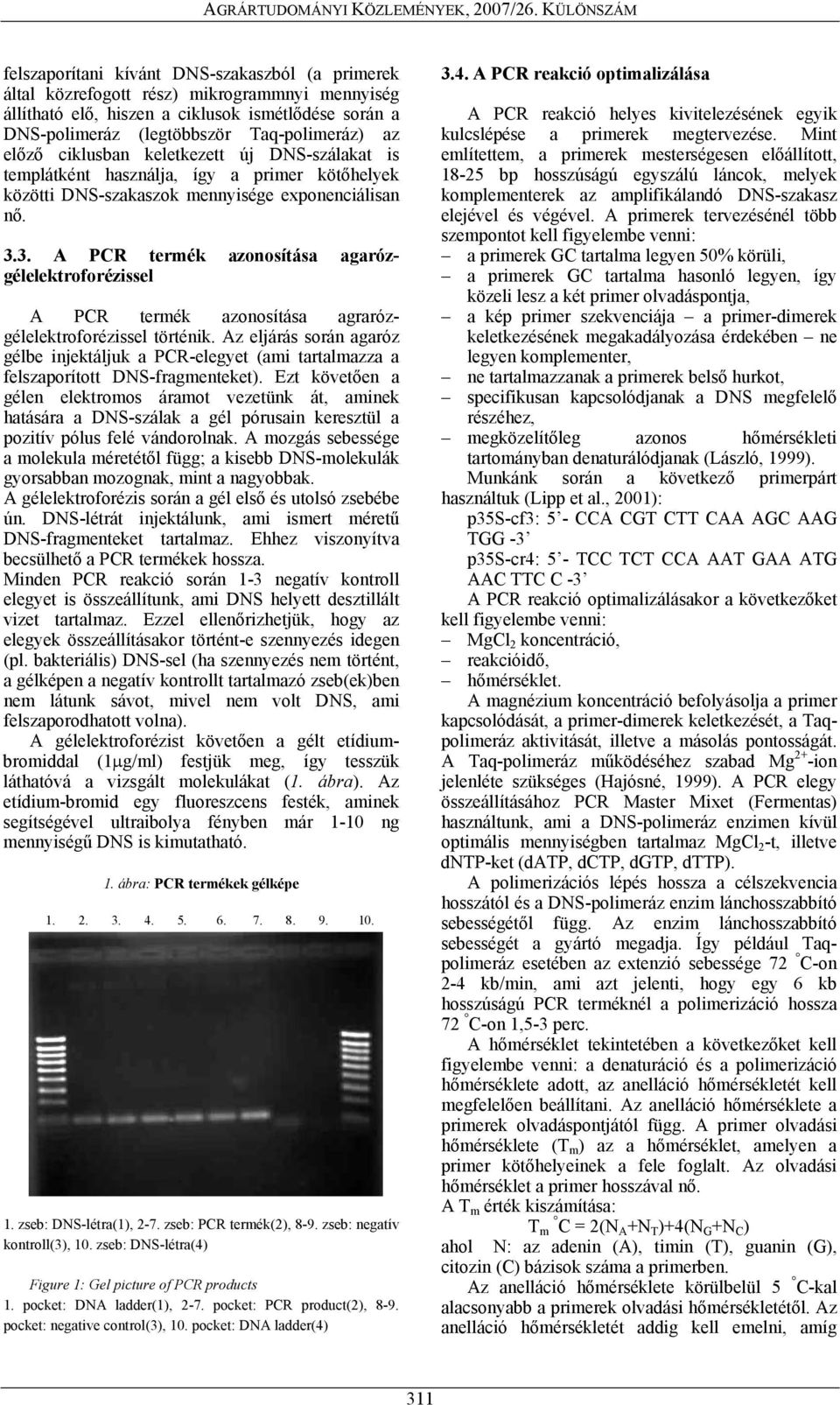 3. A PCR termék azonosítása agarózgélelektroforézissel A PCR termék azonosítása agrarózgélelektroforézissel történik.