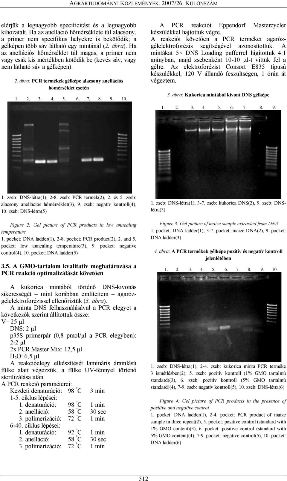 ábra: PCR termékek gélképe alacsony anellációs hőmérséklet esetén A PCR reakciót Eppendorf Mastercycler készülékkel hajtottuk végre.