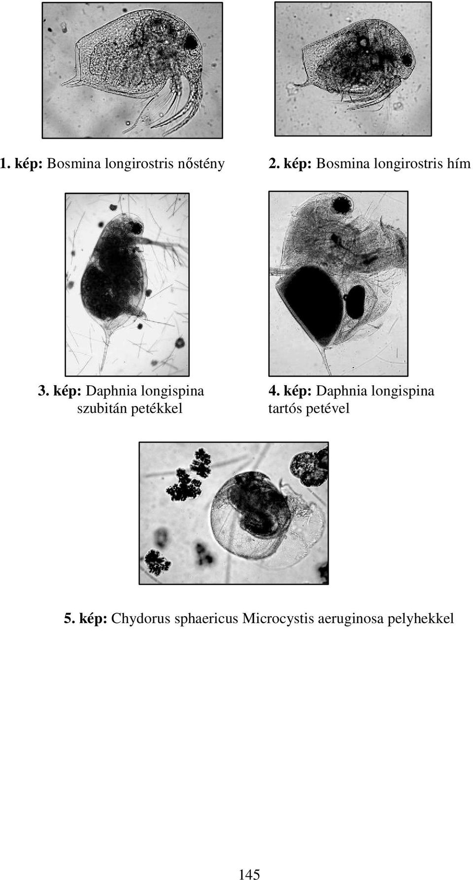 kép: Daphnia longispina 4.