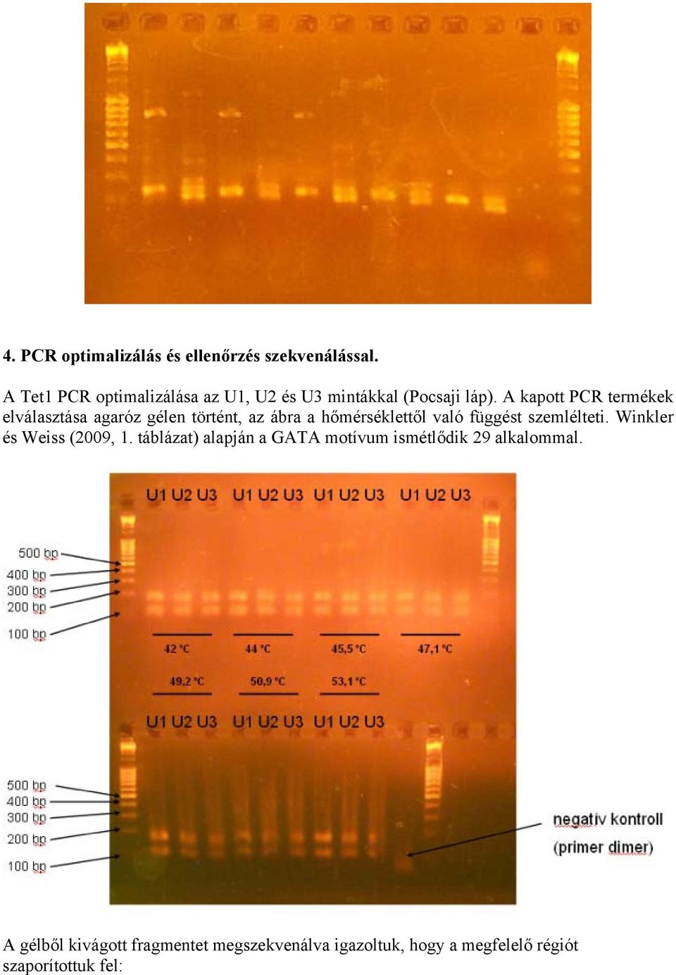 A kapott PCR termékek elválasztása agaróz gélen történt, az ábra a hőmérséklettől való függést