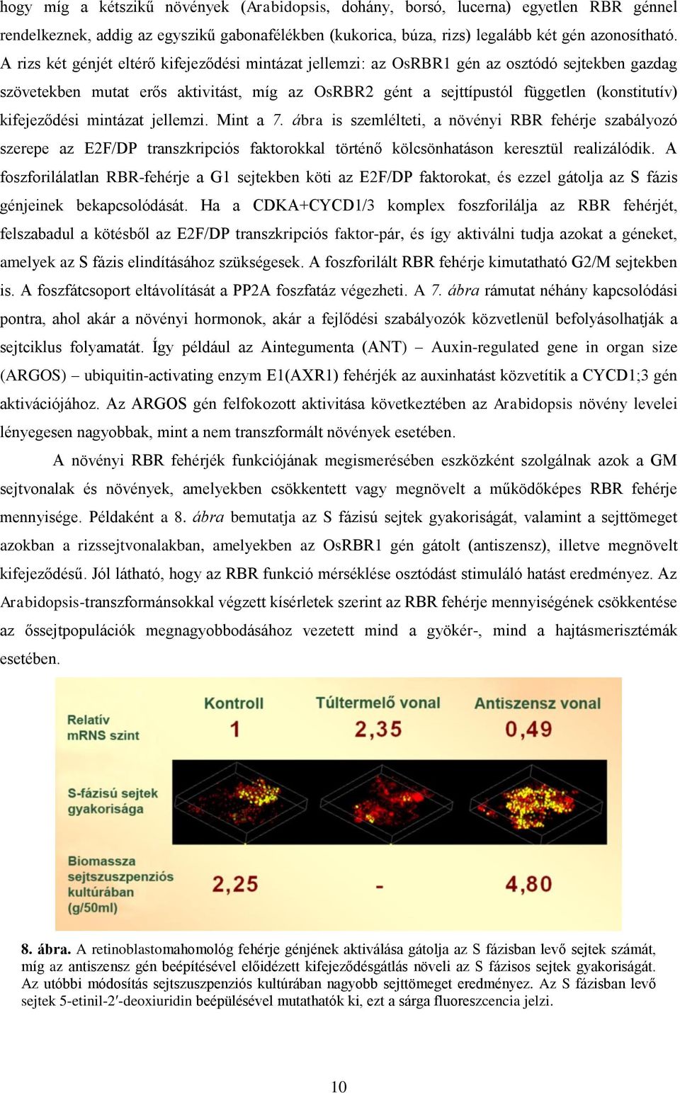 kifejeződési mintázat jellemzi. Mint a 7. ábra is szemlélteti, a növényi RBR fehérje szabályozó szerepe az E2F/DP transzkripciós faktorokkal történő kölcsönhatáson keresztül realizálódik.