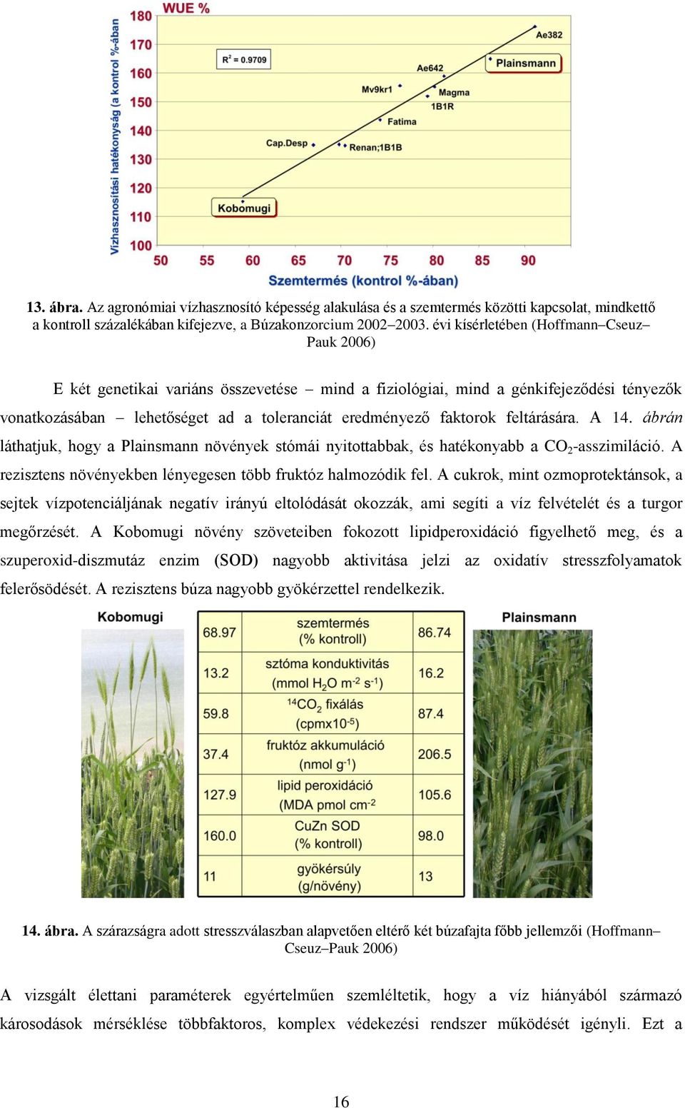 feltárására. A 14. ábrán láthatjuk, hogy a Plainsmann növények stómái nyitottabbak, és hatékonyabb a CO 2 -asszimiláció. A rezisztens növényekben lényegesen több fruktóz halmozódik fel.