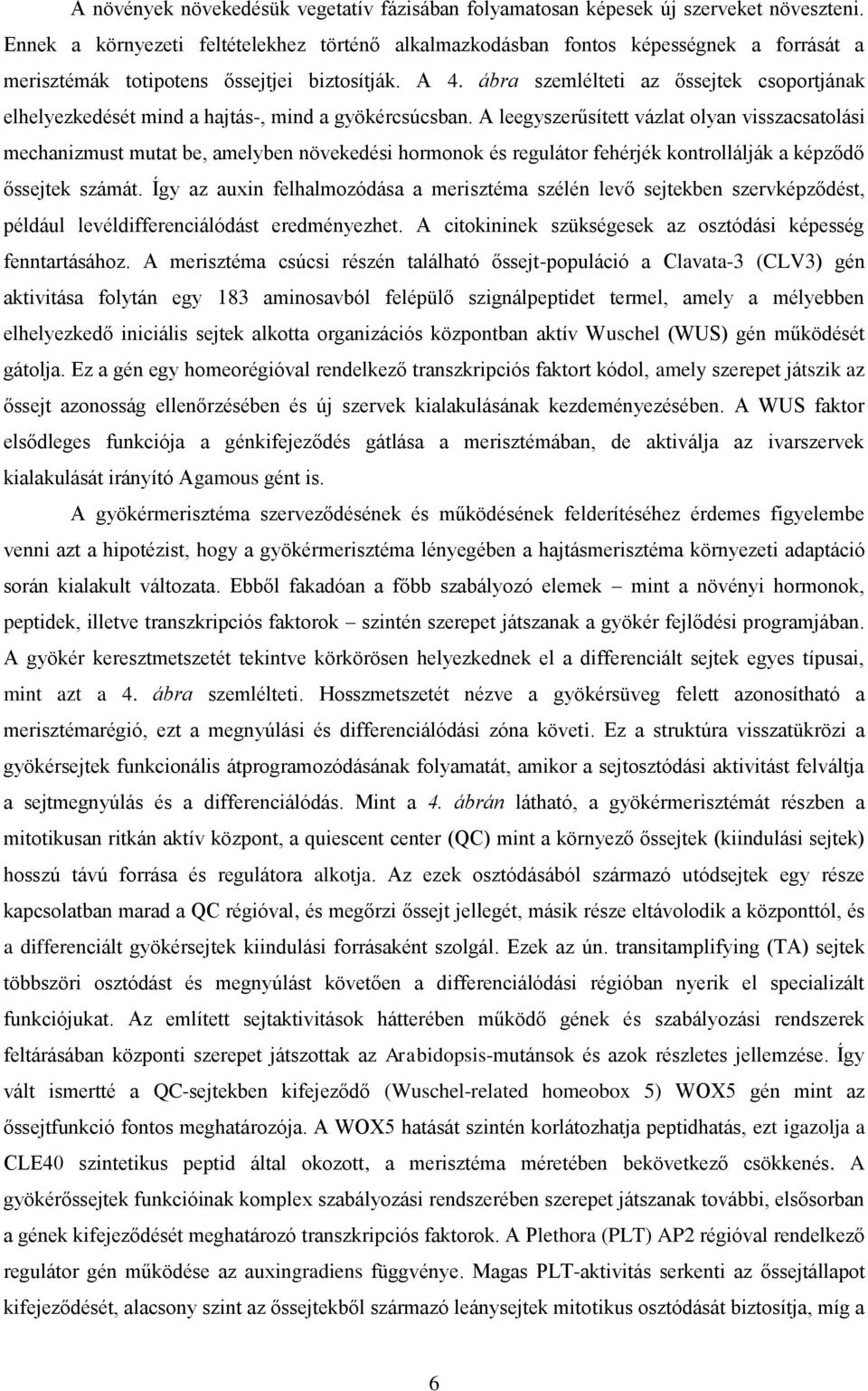 ábra szemlélteti az őssejtek csoportjának elhelyezkedését mind a hajtás-, mind a gyökércsúcsban.