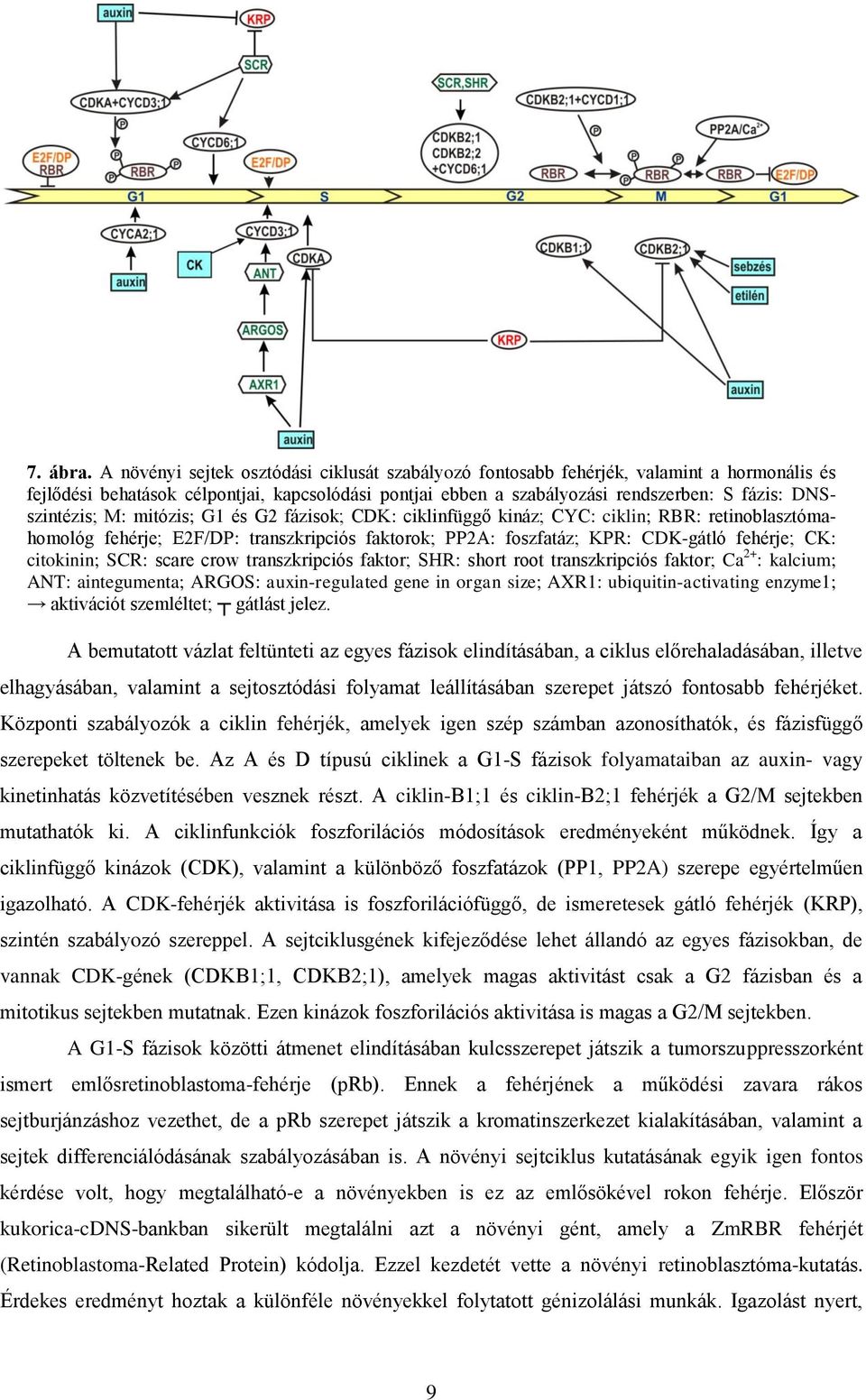 DNSszintézis; M: mitózis; G1 és G2 fázisok; CDK: ciklinfüggő kináz; CYC: ciklin; RBR: retinoblasztómahomológ fehérje; E2F/DP: transzkripciós faktorok; PP2A: foszfatáz; KPR: CDK-gátló fehérje; CK: