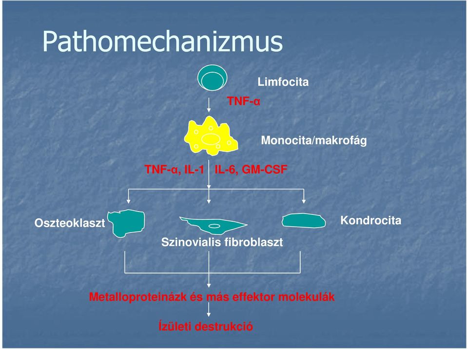 Szinovialis fibroblaszt Kondrocita