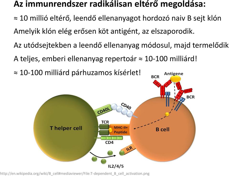 Az utódsejtekben a leendő ellenanyag módosul, majd termelődik A teljes, emberi ellenanyag repertoár