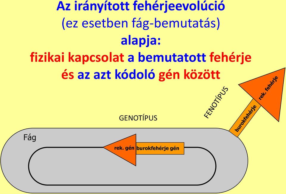 bemutatott fehérje és az azt kódoló gén