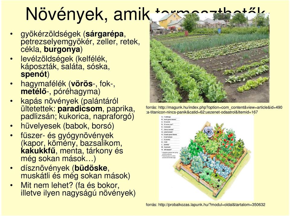 kömény, bazsalikom, kakukkfű, menta, tárkony és még sokan mások ) dísznövények (büdöske, muskátli és még sokan mások) Mit nem lehet?