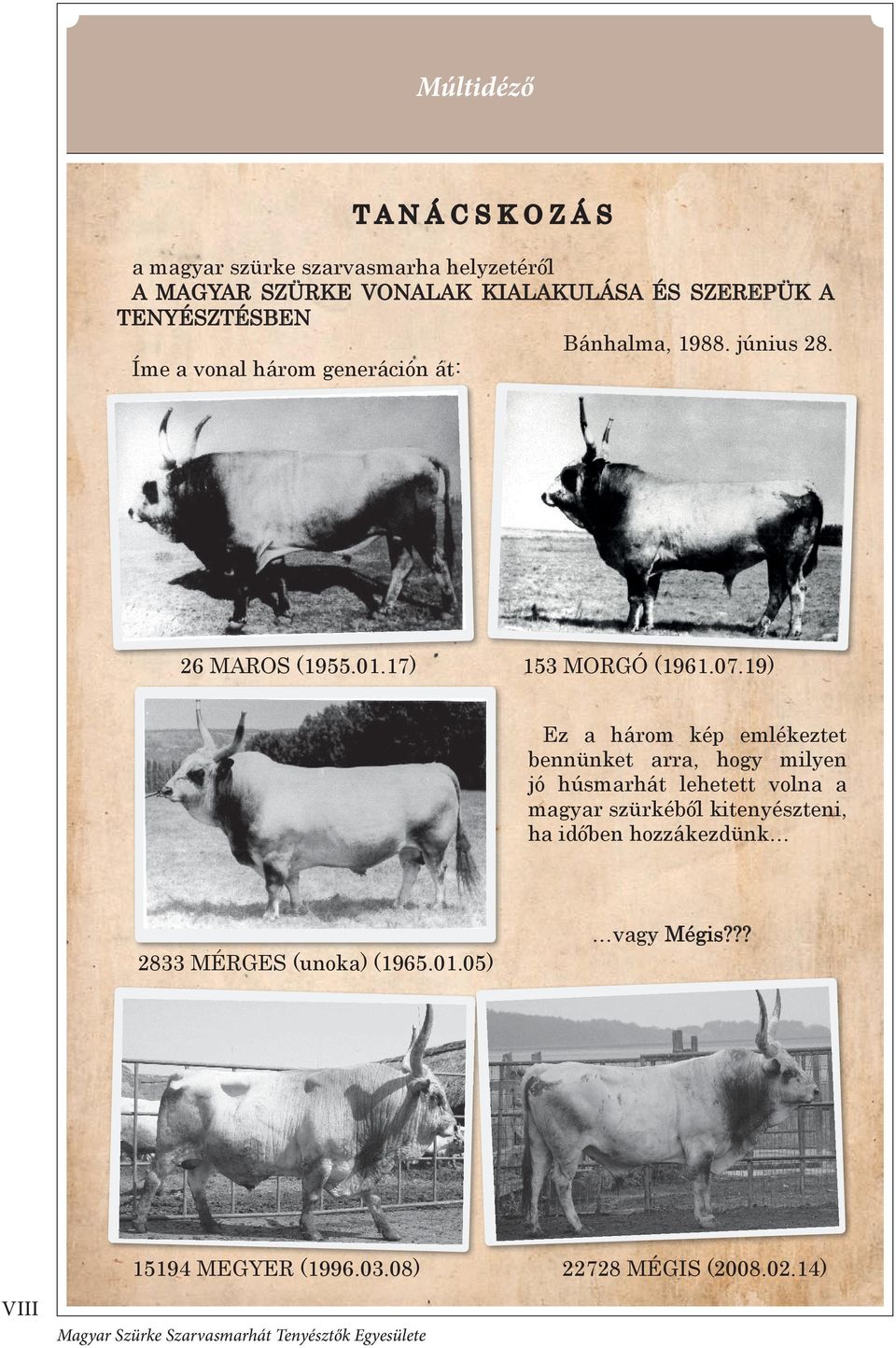 19) Ez a három kép emlékeztet bennünket arra, hogy milyen jó húsmarhát lehetett volna a magyar szürkéből kitenyészteni, ha időben