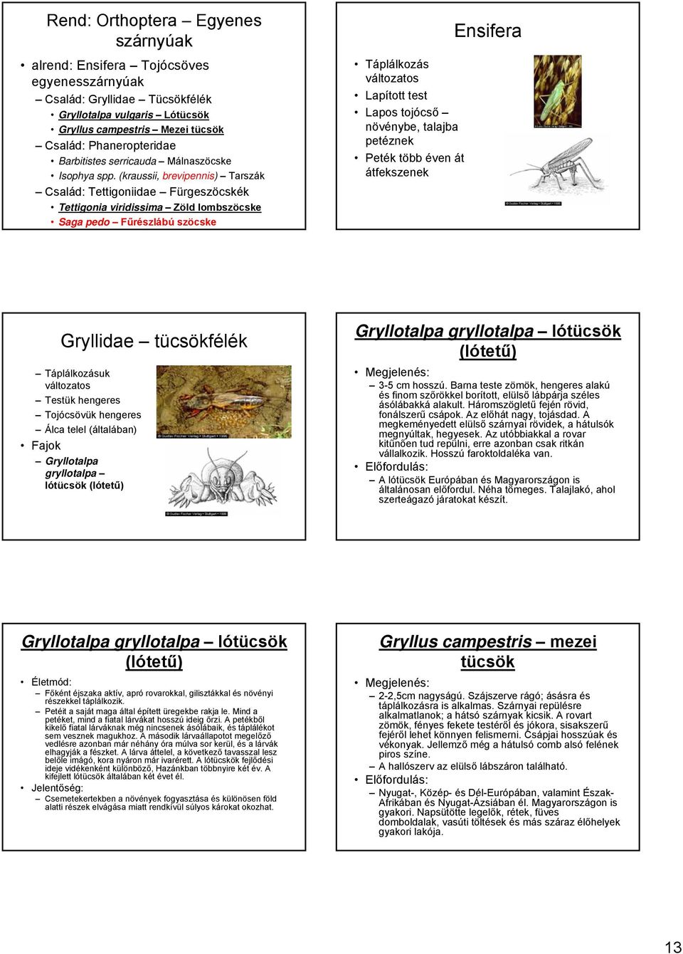 (kraussii, brevipennis) Tarszák Család: Tettigoniidae Fürgeszöcskék Tettigonia viridissima Zöld lombszöcske Saga pedo Fűrészlábú szöcske Táplálkozás változatos Lapított test Lapos tojócső növénybe,