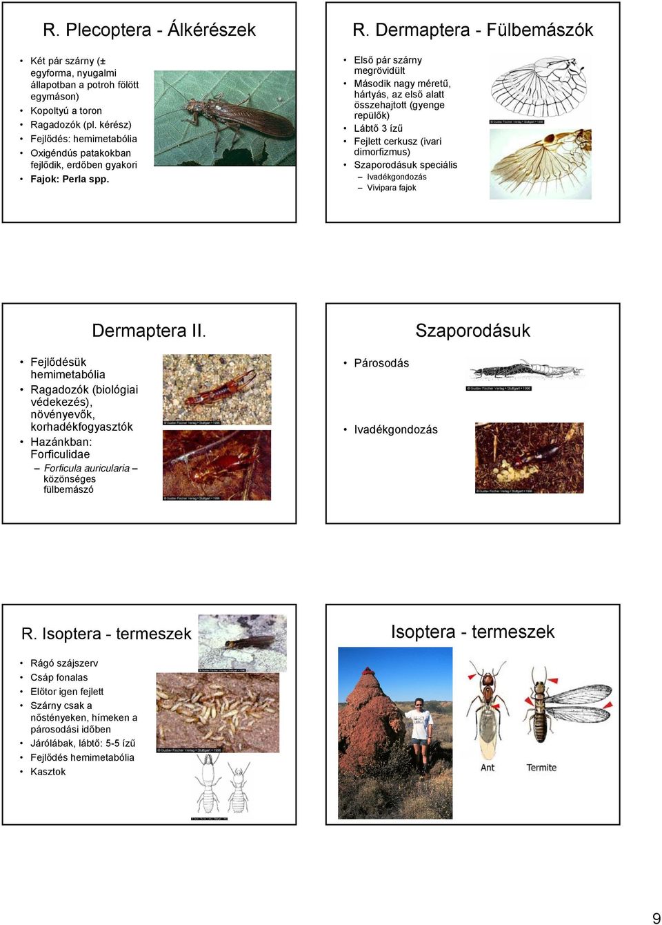 Dermaptera - Fülbemászók Első pár szárny megrövidült Második nagy méretű, hártyás, az első alatt összehajtott (gyenge repülők) Lábtő 3 ízű Fejlett cerkusz (ivari dimorfizmus) Szaporodásuk speciális