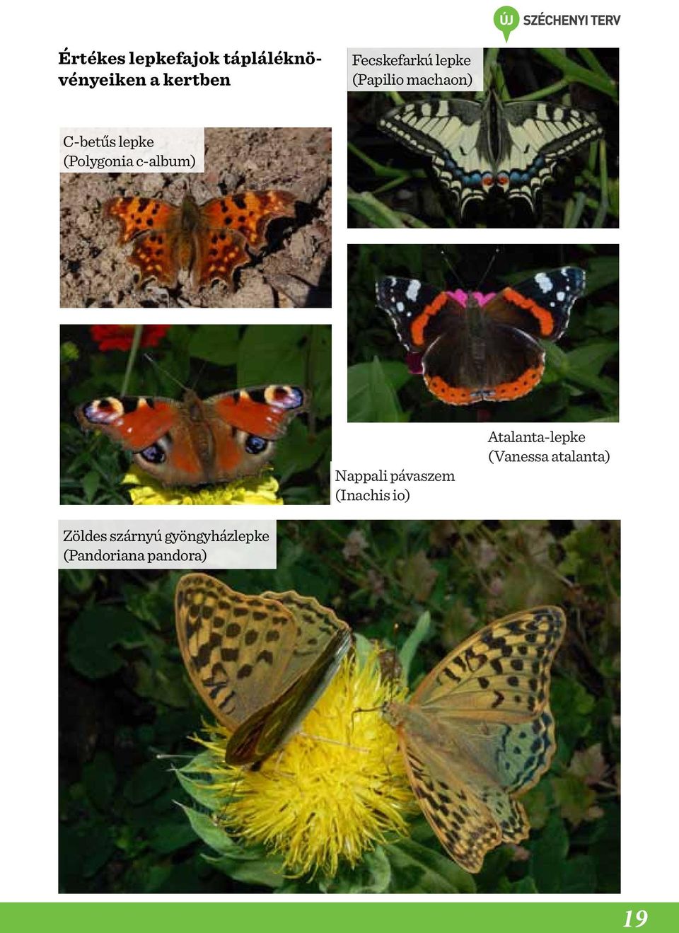 (Polygonia c-album) Nappali pávaszem (Inachis io)