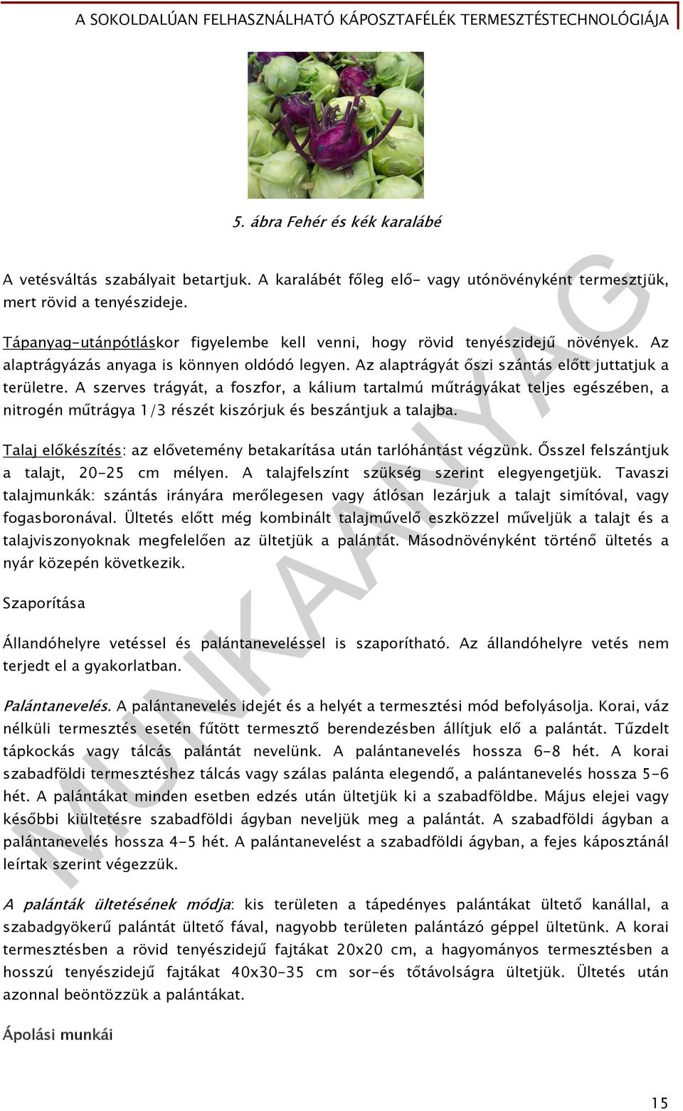 A szerves trágyát, a foszfor, a kálium tartalmú műtrágyákat teljes egészében, a nitrogén műtrágya 1/3 részét kiszórjuk és beszántjuk a talajba.