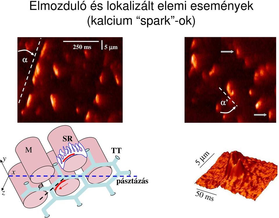 spark -ok) α 250 ms 5 µm α