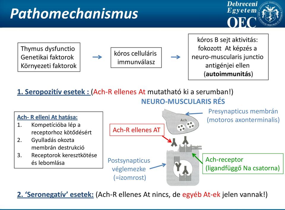 Kompetícióba lép a receptorhoz kötődésért 2. Gyulladás okozta membrán destrukció 3.
