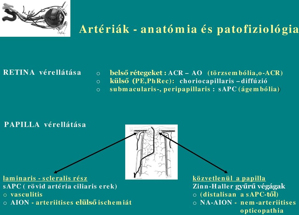 laminaris - scleralis rész sapc ( rövid artéria ciliaris erek) vasculitis AION - arteriitises elülső