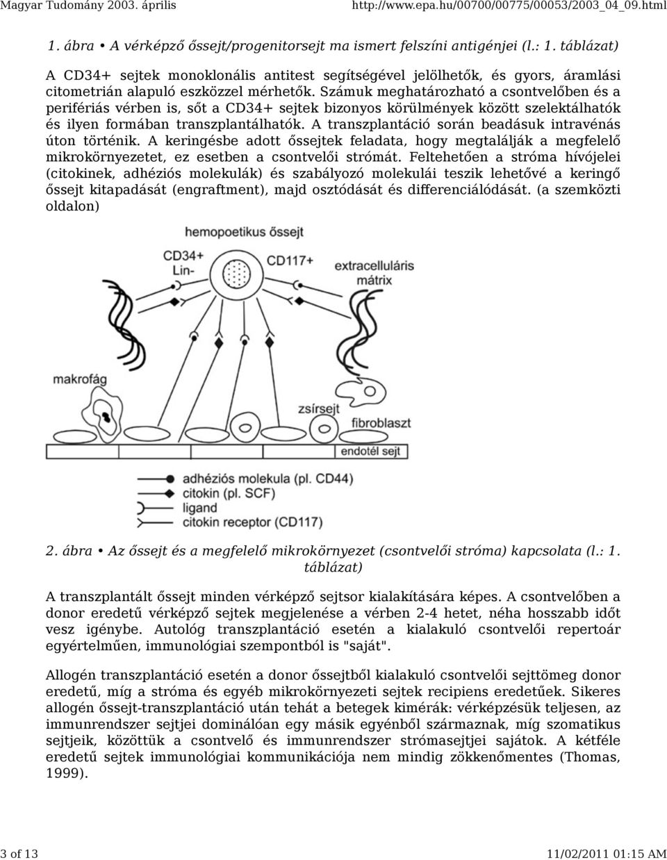 Számuk meghatározható a csontvelőben és a perifériás vérben is, sőt a CD34+ sejtek bizonyos körülmények között szelektálhatók és ilyen formában transzplantálhatók.