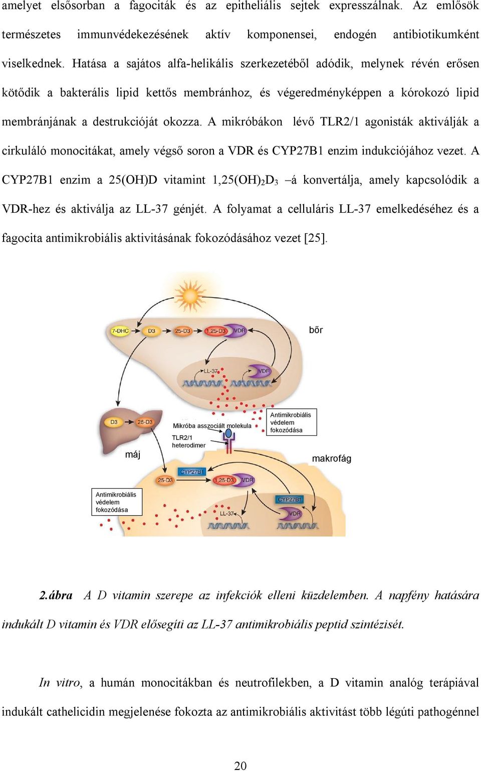 A mikróbákon lévő TLR2/1 agonisták aktiválják a cirkuláló monocitákat, amely végső soron a VDR és CYP27B1 enzim indukciójához vezet.