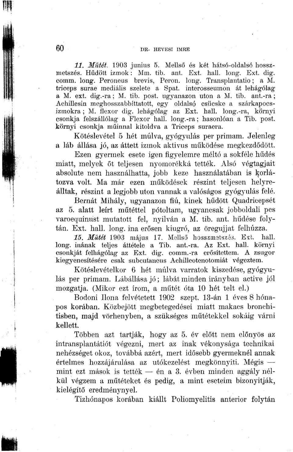 -ra; Achillesin meghosszabbíttatott, egy oldalsó csücske a szárkapocsizmokra ; M. íiexor dig. lehágólag az Ext. hall. long.-ra, környi csonkja felszállólag a Flexor hall long.-ra; hasonlóan a Tib.