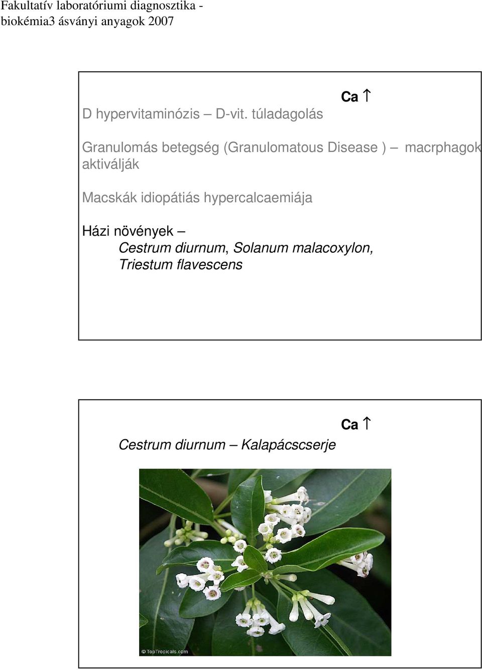 macrphagok aktiválják Macskák idiopátiás hypercalcaemiája Házi