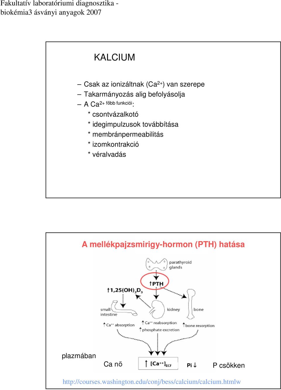 membránpermeabilitás * izomkontrakció * véralvadás A mellékpajzsmirigy-hormon (PTH)