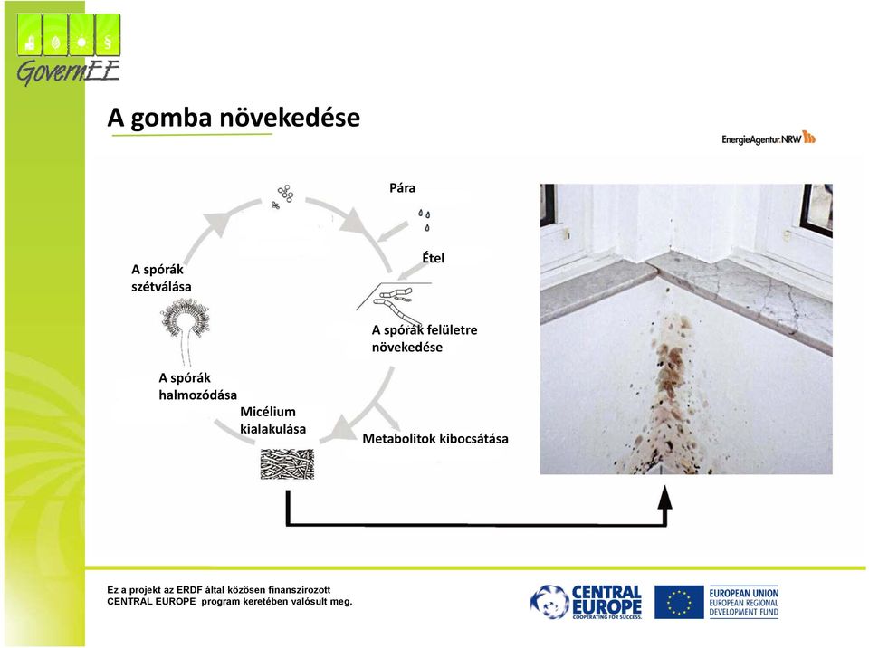 növekedése A spórák halmozódása