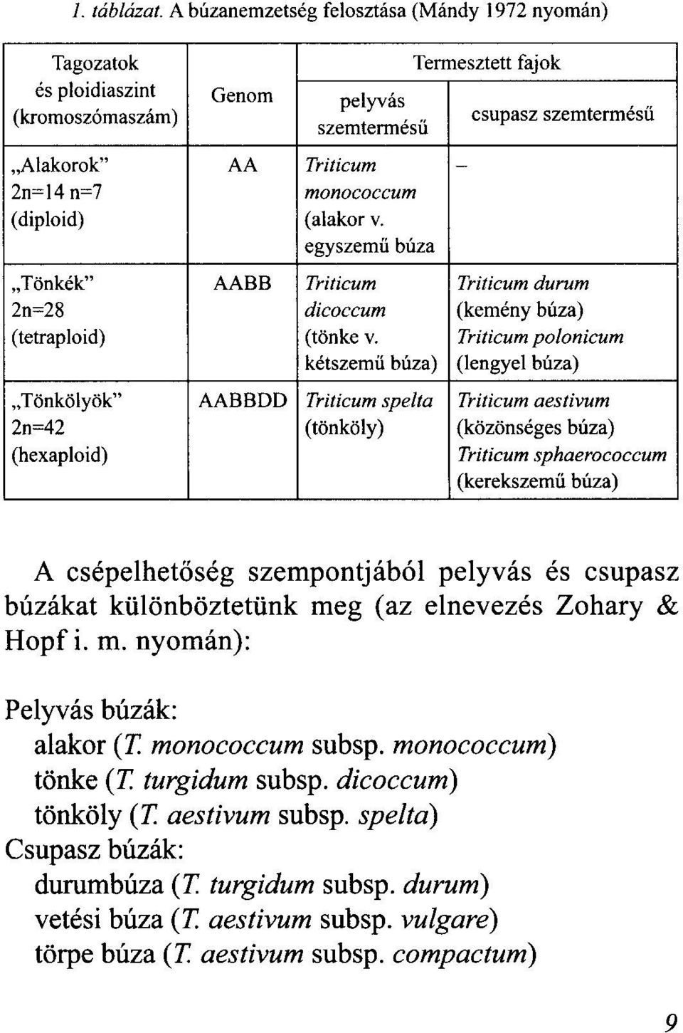 manacoecum (diploid) ( alakor v. egyszemű búza "Tönkék" AABB Triticum Triticum durum 2n=28 dicoccum (kemény búza) (tetraploid) (tönke v.