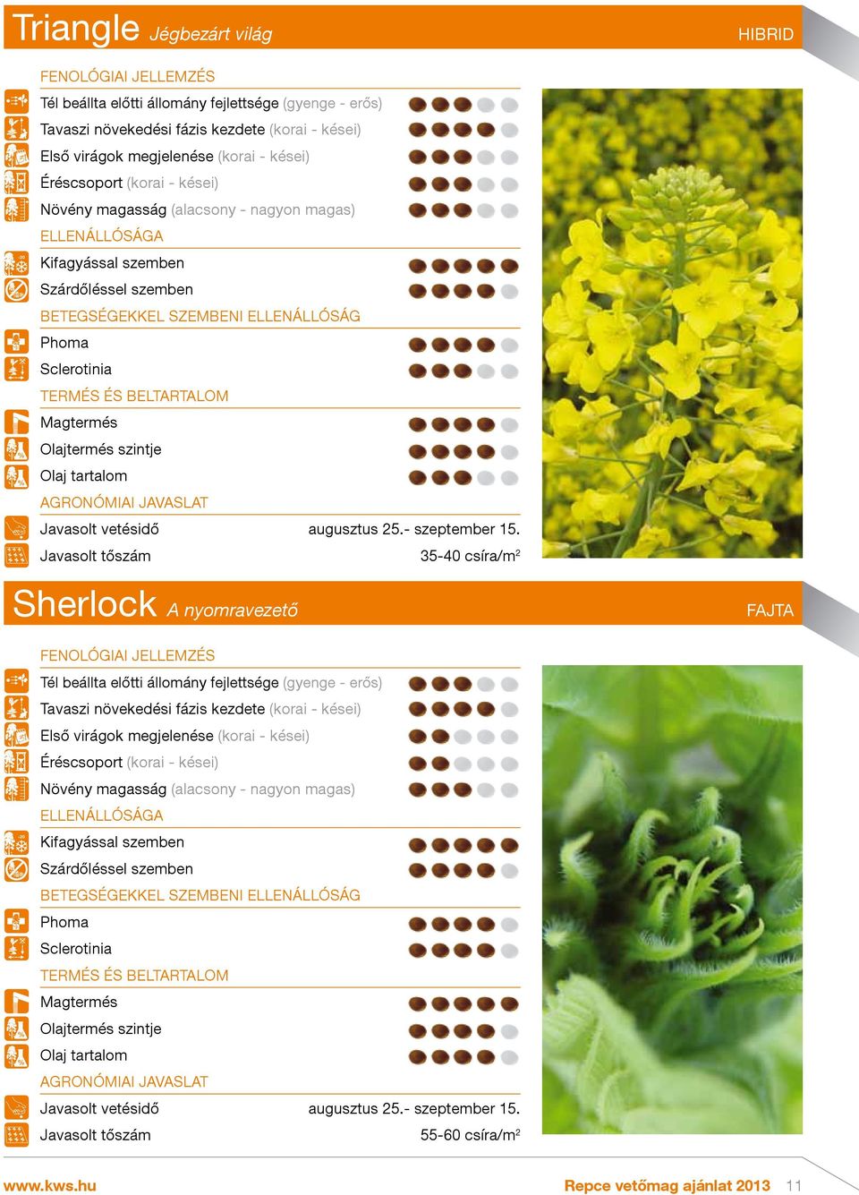 BETEGSÉGEKKEL SZEMBENI ELLENÁLLÓSÁG Phoma Sclerotinia TERMÉS ÉS BELTARTALOM Magtermés Olajtermés szintje Olaj tartalom AGRONÓMIAI JAVASLAT Javasolt vetésidő augusztus 25.- szeptember 15.