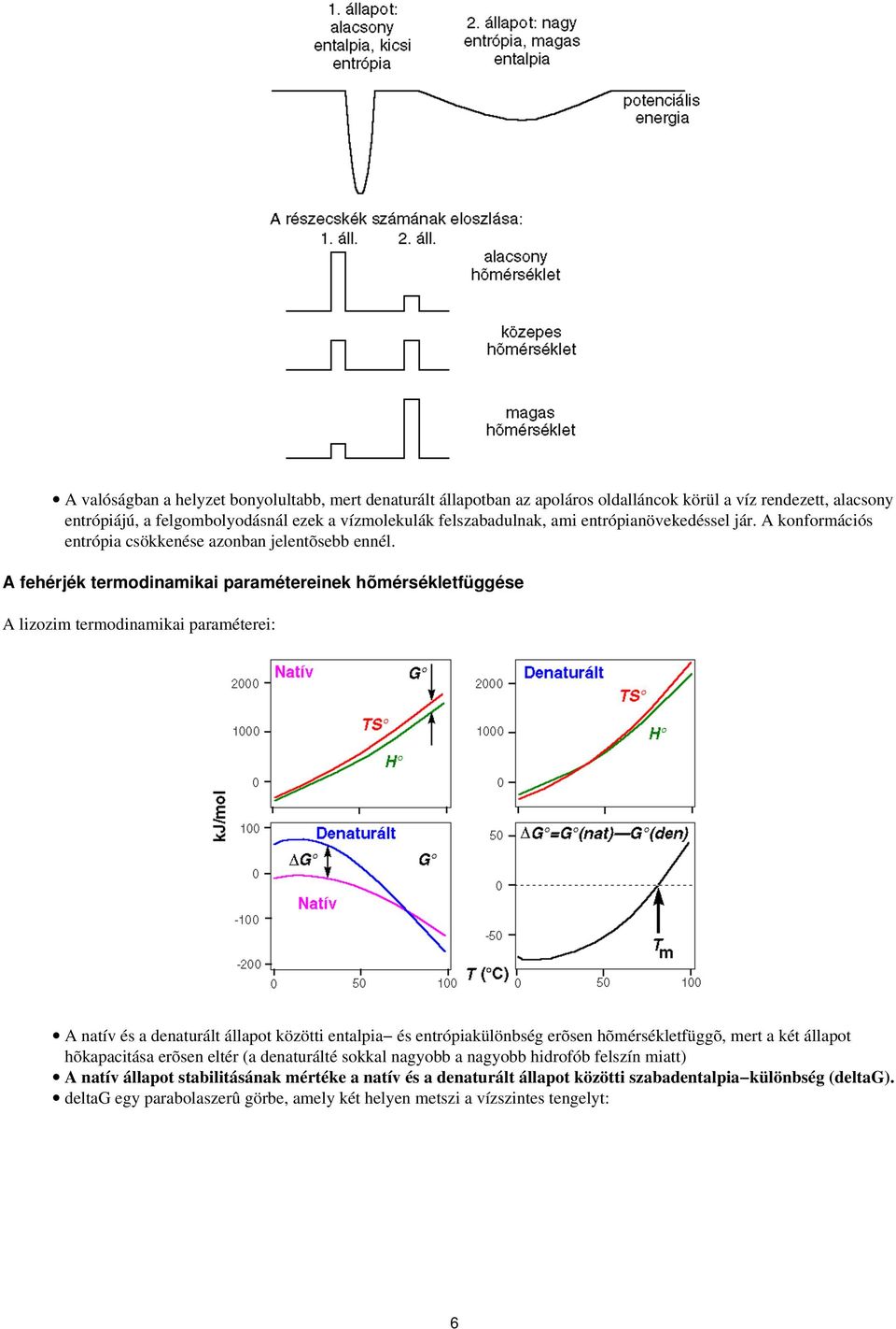 A fehérjék termodinamikai paramétereinek hõmérsékletfüggése A lizozim termodinamikai paraméterei: A natív és a denaturált állapot közötti entalpia és entrópiakülönbség erõsen hõmérsékletfüggõ,