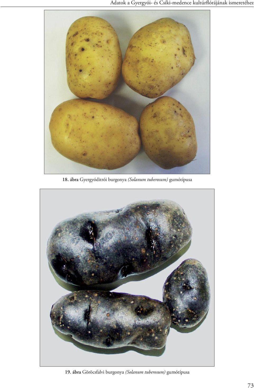 ábra Gyergyóditrói burgonya (Solanum tuberosum)