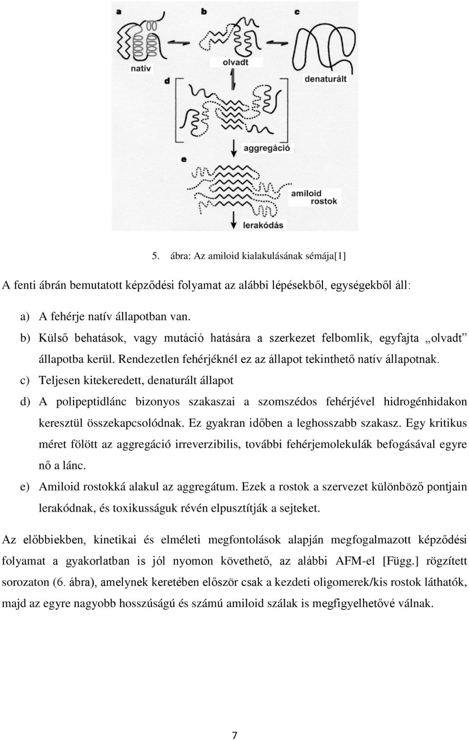 c) Teljesen kitekeredett, denaturált állapot d) A polipeptidlánc bizonyos szakaszai a szomszédos fehérjével hidrogénhidakon keresztül összekapcsolódnak. Ez gyakran időben a leghosszabb szakasz.