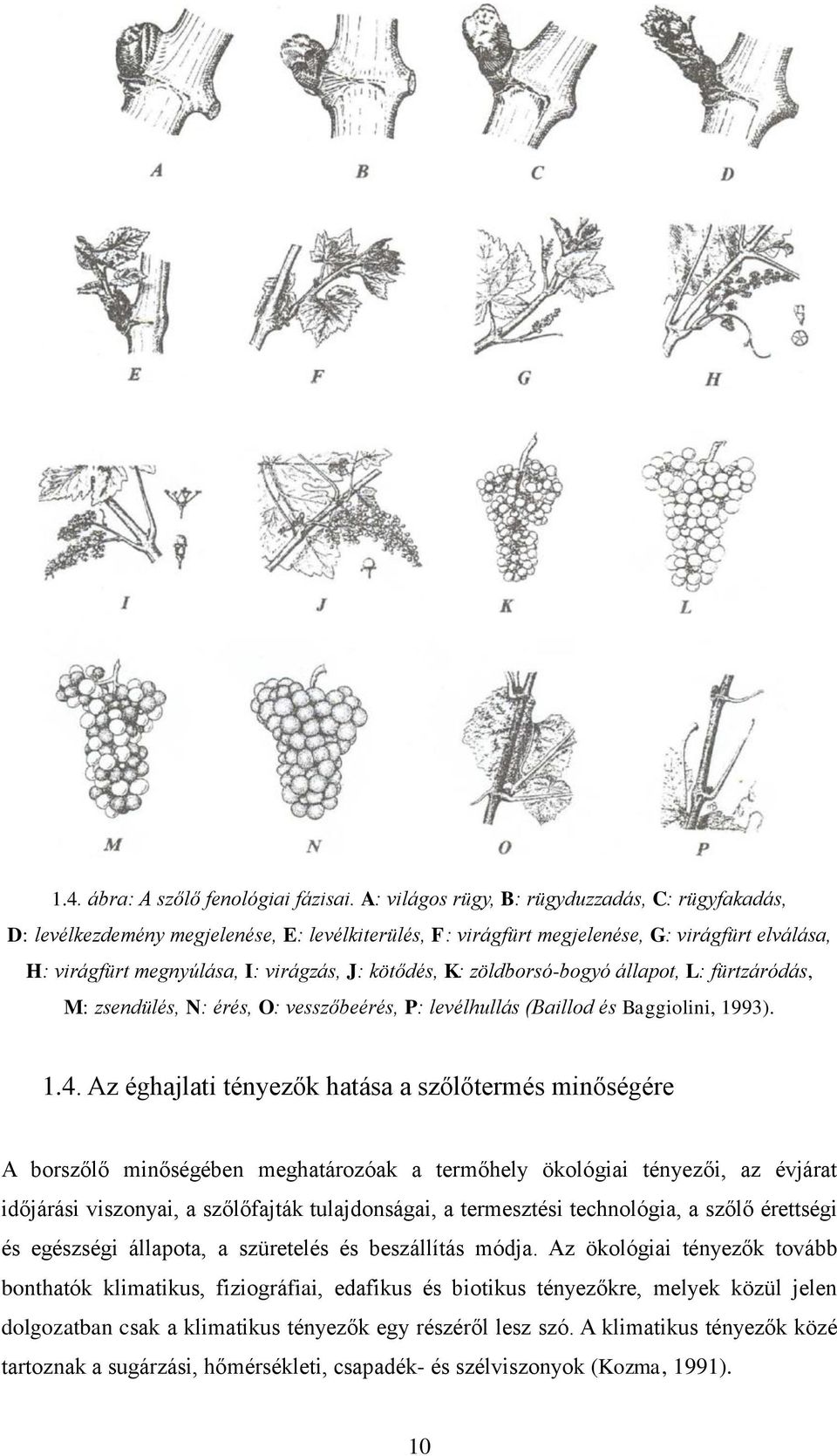 K: zöldborsó-bogyó állapot, L: fürtzáródás, M: zsendülés, N: érés, O: vesszőbeérés, P: levélhullás (Baillod és Baggiolini, 1993). 1.4.