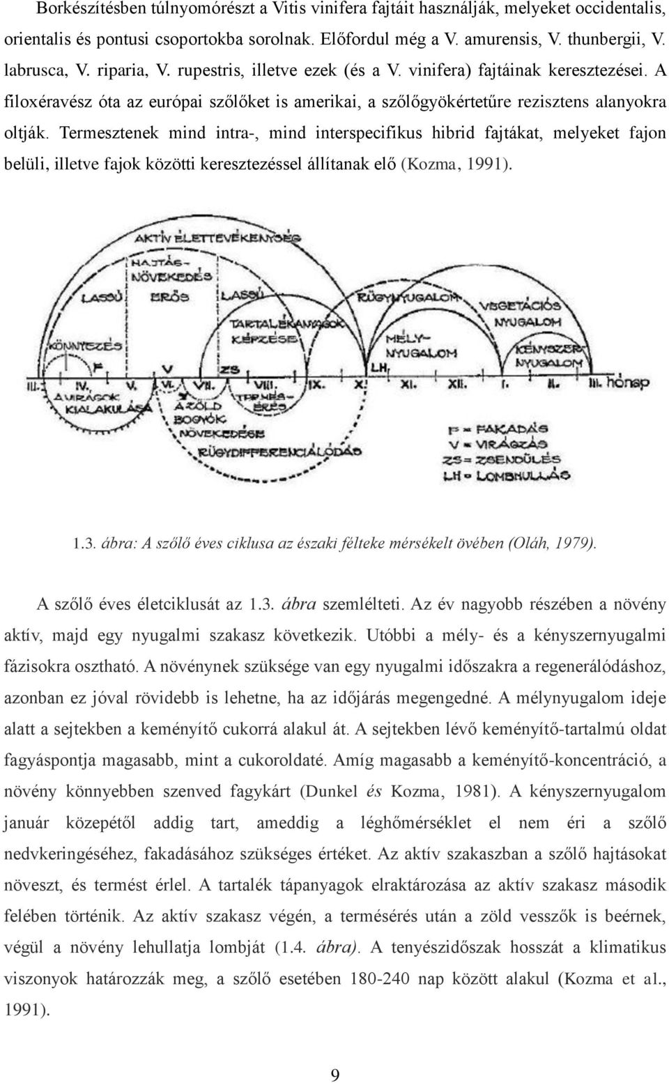 Termesztenek mind intra-, mind interspecifikus hibrid fajtákat, melyeket fajon belüli, illetve fajok közötti keresztezéssel állítanak elő (Kozma, 1991). 1.3.