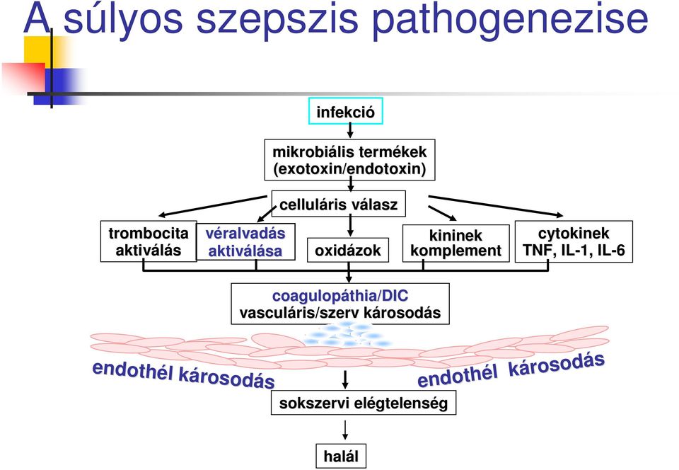 komplement cytokinek TNF, IL-1, IL-6 endoth ndothél l károsod k rosodás