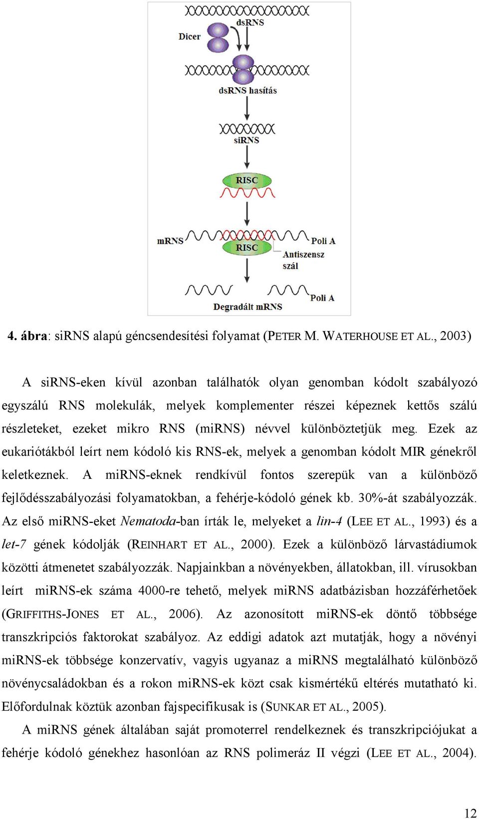 különböztetjük meg. Ezek az eukariótákból leírt nem kódoló kis RNS-ek, melyek a genomban kódolt MIR génekről keletkeznek.