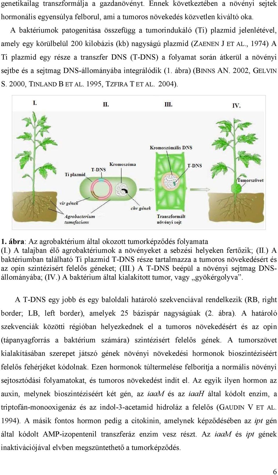 , 1974) A Ti plazmid egy része a transzfer DNS (T-DNS) a folyamat során átkerül a növényi sejtbe és a sejtmag DNS-állományába integrálódik (1. ábra) (BINNS AN. 2002, GELVIN S. 2000, TINLAND B ET AL.