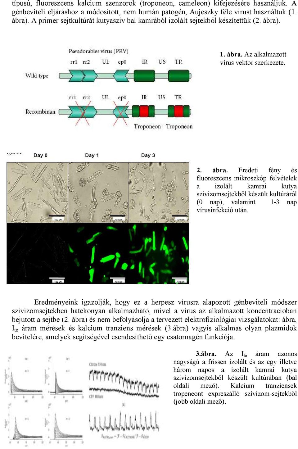 . 1. ábra. Az alkalmazott vírus vektor szerkezete. 2. ábra. Eredeti fény és fluoreszcens mikroszkóp felvételek a izolált kamrai kutya szívizomsejtekből készült kultúráról (0 nap), valamint 1-3 nap vírusinfekció után.