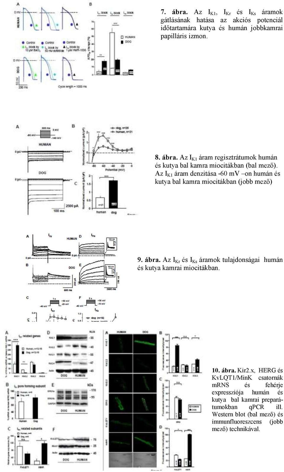 Az I Kr és I Ks áramok tulajdonságai humán és kutya kamrai miocitákban. 10. ábra. Kir2.
