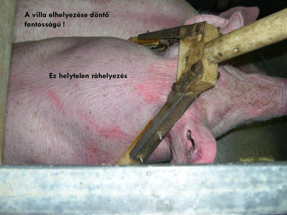 döntő