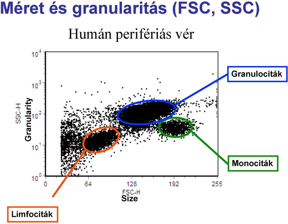 perifériás vér