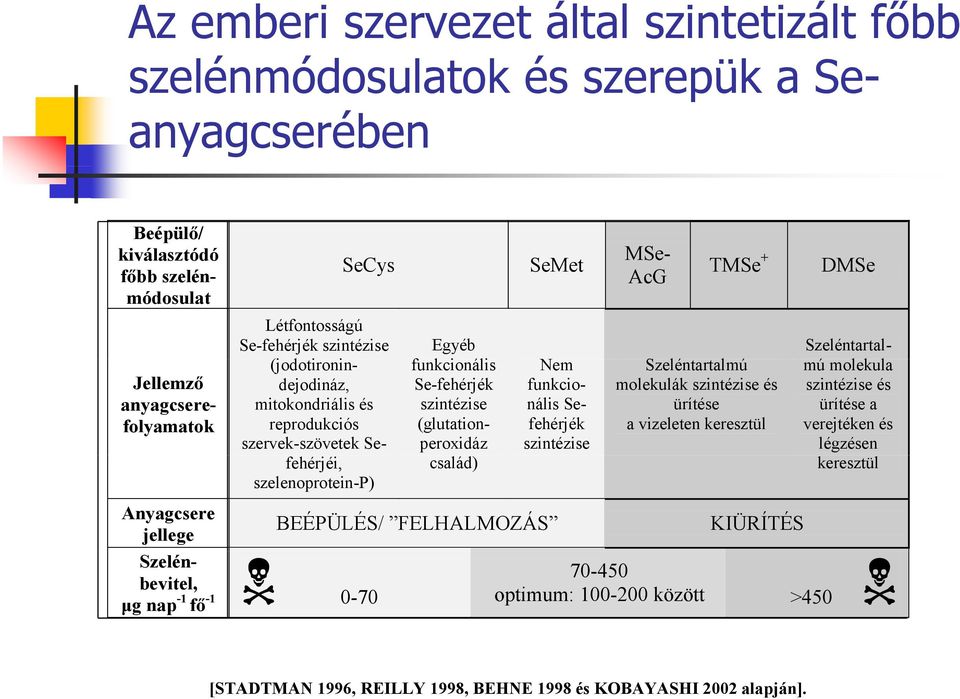 ürítése (glutationperoxidáz fehérjék a vizeleten keresztül szintézise család) BEÉPÜLÉS/ FELHALMOZÁS 0-70 70-450 optimum: 100-200 között KIÜRÍTÉS DMSe Az emberi szervezet által szintetizált főbb